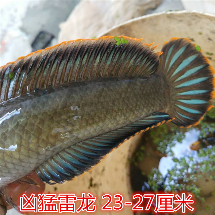 野生南鳢雷龙鱼七彩冷水鱼龙鱼淡水鱼观赏鱼活体凶猛彩虹雷龙包邮