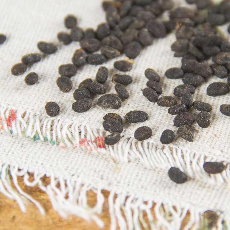 中药材补骨脂500g-mc母婴网