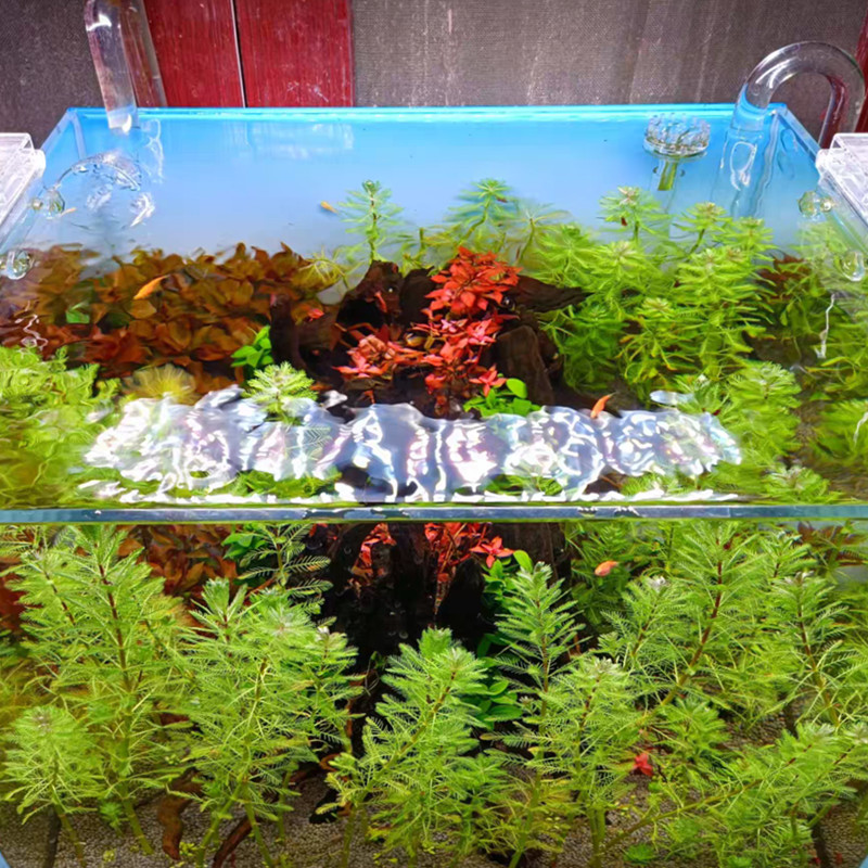 狐尾藻淡水生植物绿羽毛草净化水质养虾龟箱水草