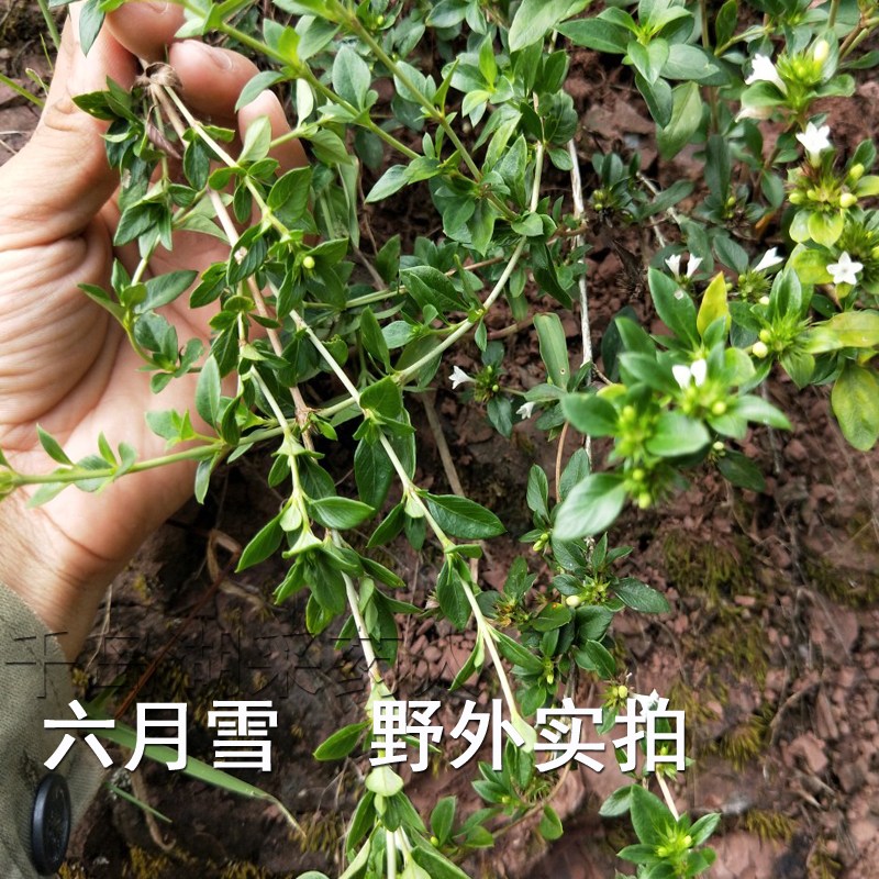 野生 六月雪 特级精选野生无硫六月雪 新货满天星白马骨 包邮
