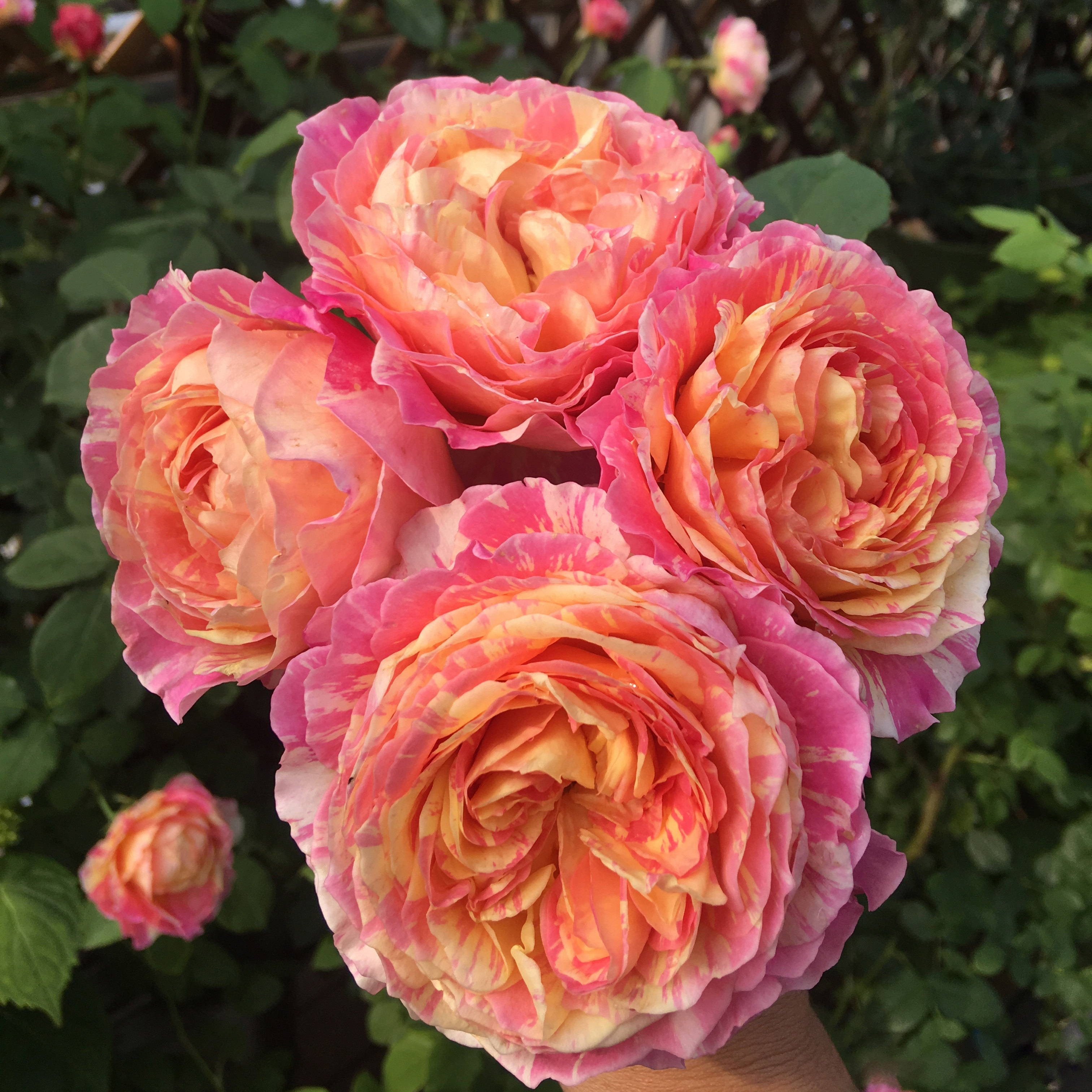 莫奈花盆玫瑰耐热开花四季浓香盆栽木丰月季时令草本花卉