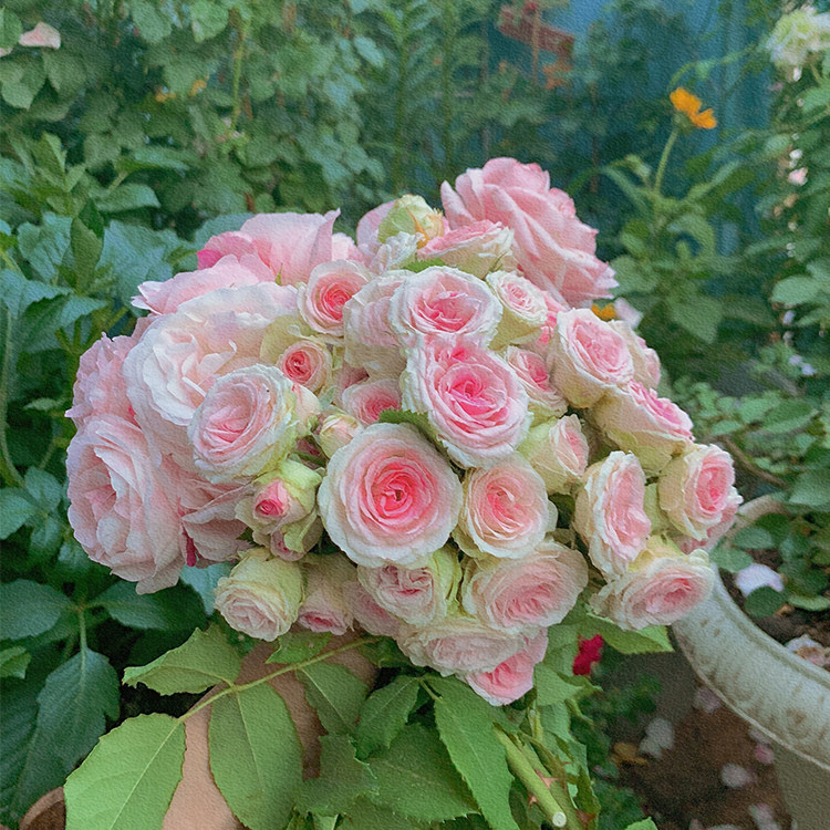 灌木伊甸园微型月季玫瑰花苗多头勤花花卉