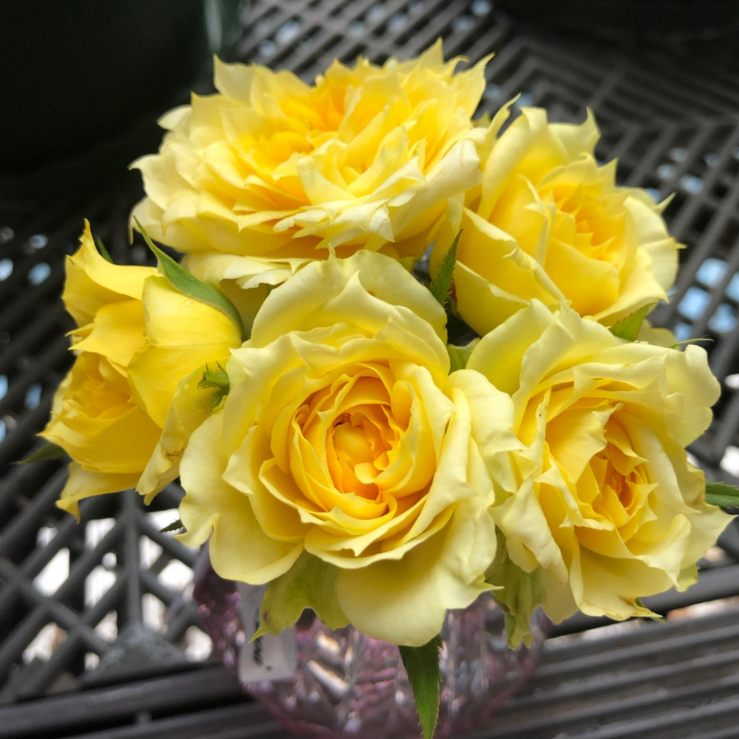 阳光古董月季大苗sunnyantike玫瑰花苗大花多头强香四季开花