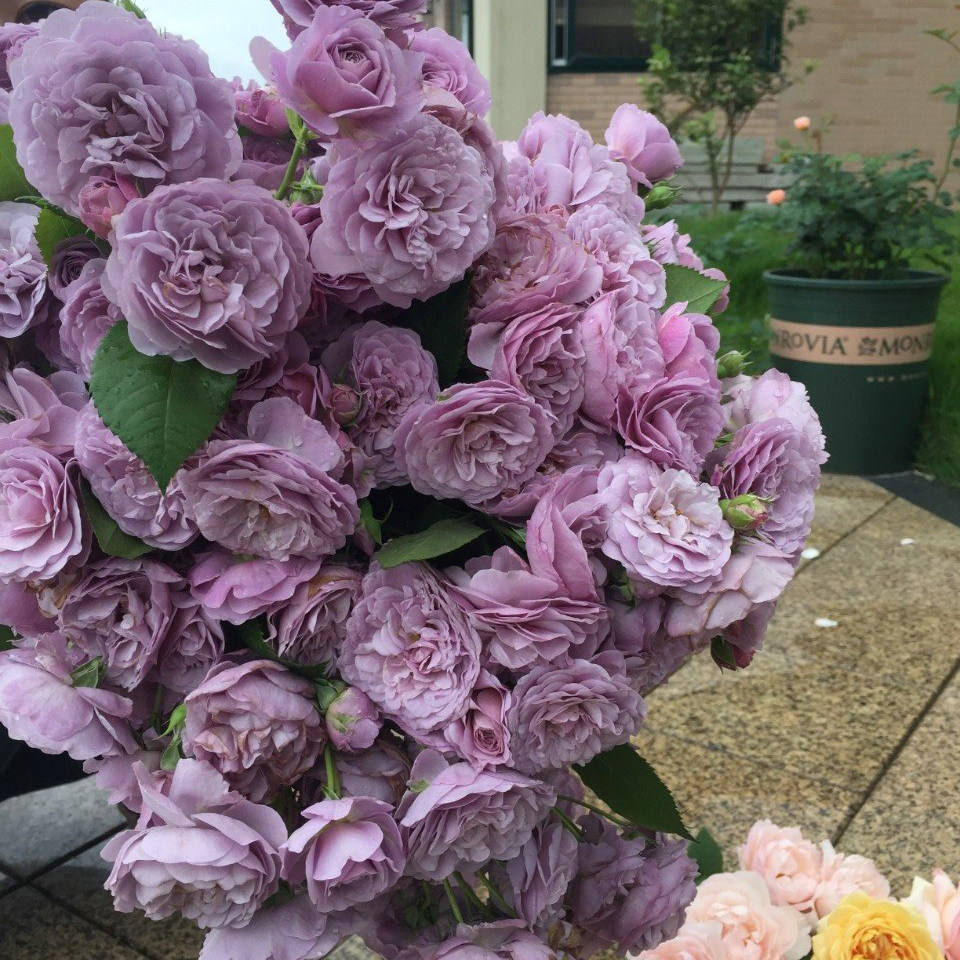 薰衣草花环爬藤藤本欧月月季蔷薇花苗盆栽花卉花卉