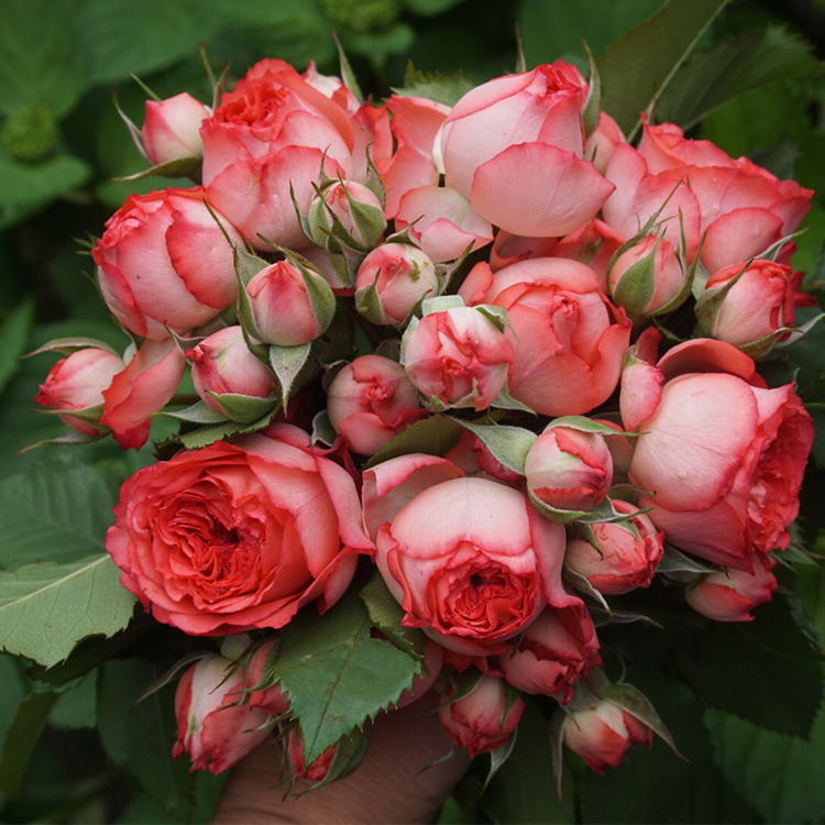 珊瑚宝石尤物 新品欧月季多头勤花丰花四季开花 抗病玫瑰花苗大苗