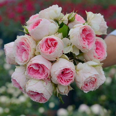 门廊绒球欧月季灌木玫瑰蔷薇花苗花卉盆栽植物阳台庭院盆栽大花