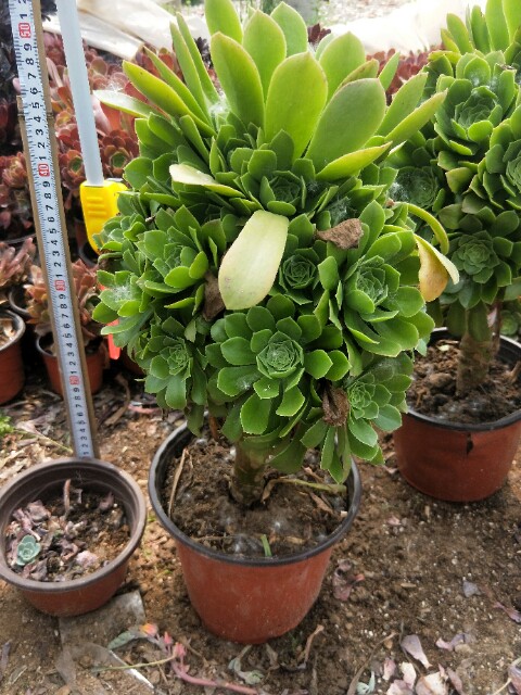 多肉植物绿羊绒老桩铜壶 万圣节 紫羊绒一物一拍香腹法师绿圆叶