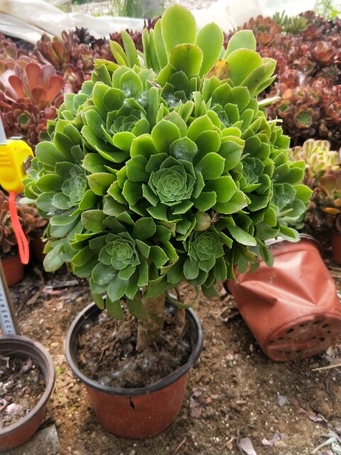 多肉植物绿羊绒老桩铜壶 万圣节 紫羊绒一物一拍香腹法师绿圆叶