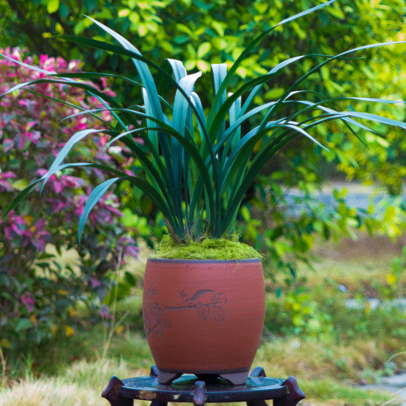 名贵墨兰奇花兰花花苗喜菊不带花苞浓香好养时令草本花卉