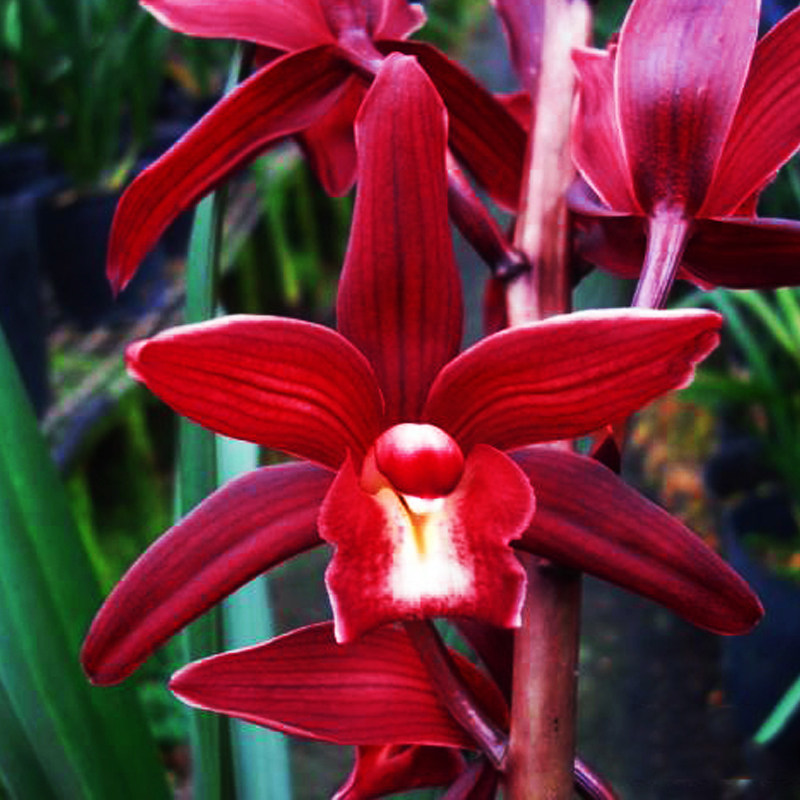 兰花建兰紫霞仙女兰草种子花苞名贵兰花苗植物花卉