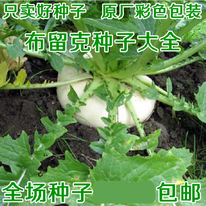 东北卜留克种子黄瓢布留克种籽恰玛古圆蔓菁芜菁家庭园艺种子