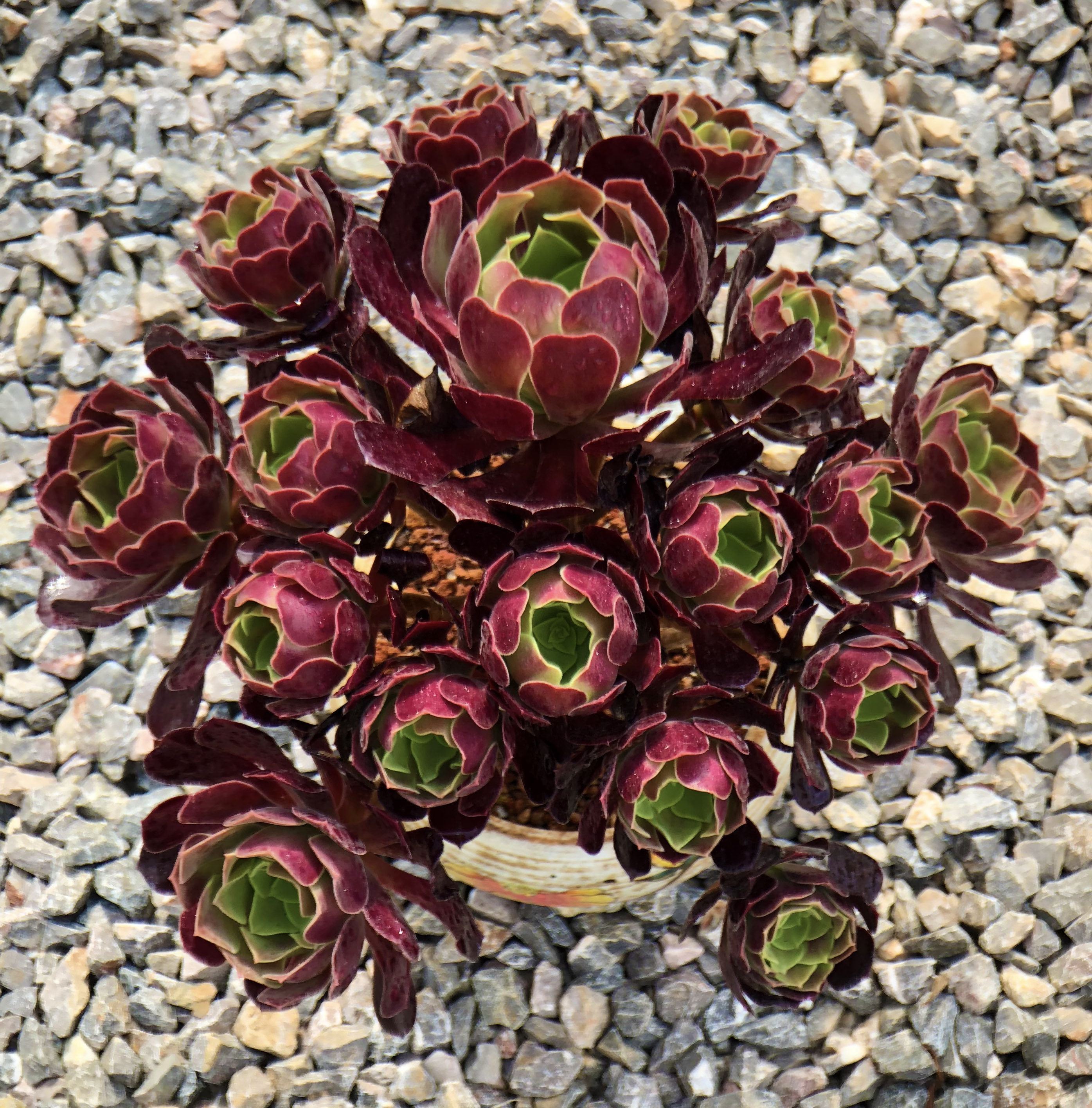 泰曼巧克力方砖老桩悬崖桩云南多肉花植物组合盆栽超萌肉肉包邮