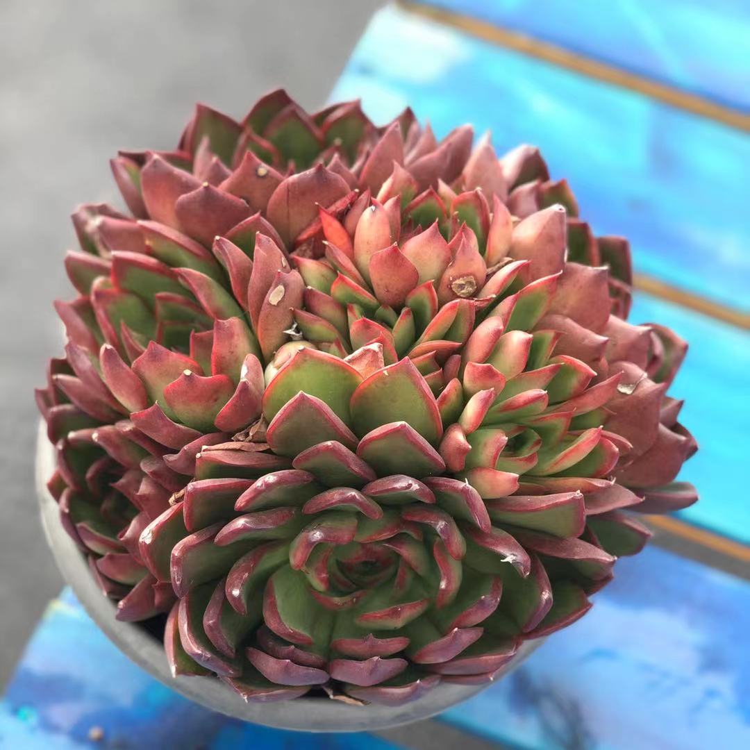 野马冬云超大稀有莲花大颗巨型多头高档多肉多肉植物