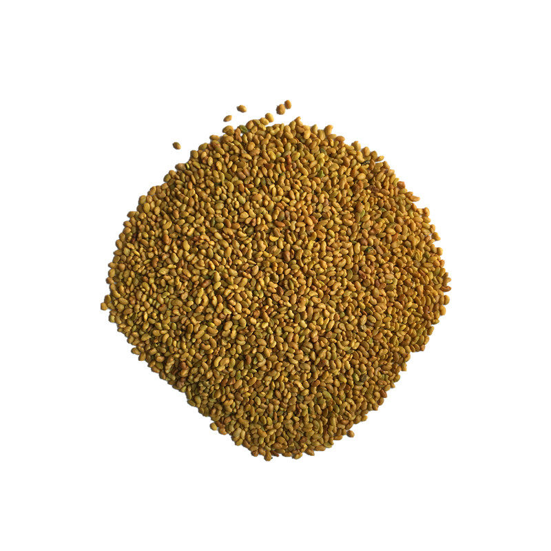 大叶紫花苜蓿种子多年生苜蓿草籽四季牧草种子鸡鸭鹅牛羊鱼草种籽