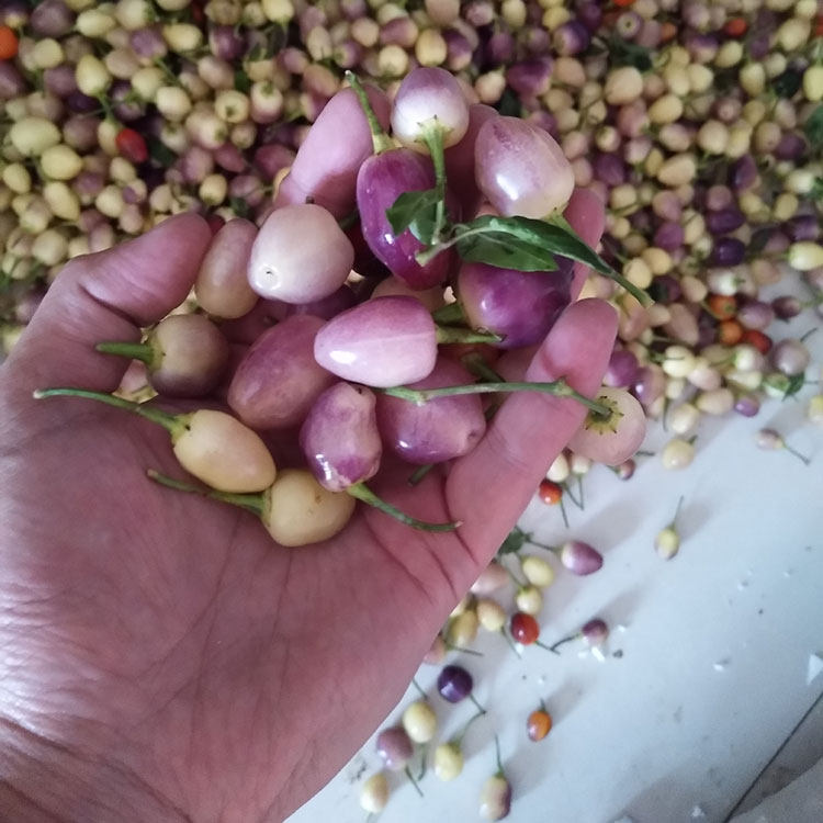 3斤装新鲜七彩椒 辣椒 圆椒 广西特产五彩泡椒 灯笼椒 酱油泡椒