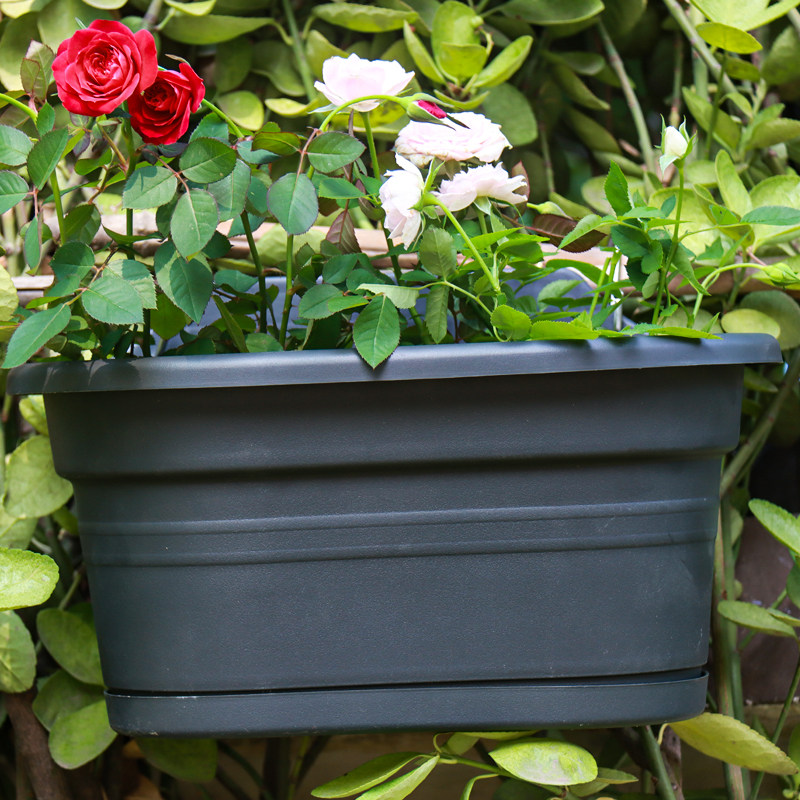 花盆环球霍伦盆树脂椭圆形壁挂吊盆挂钩种花种菜花盆