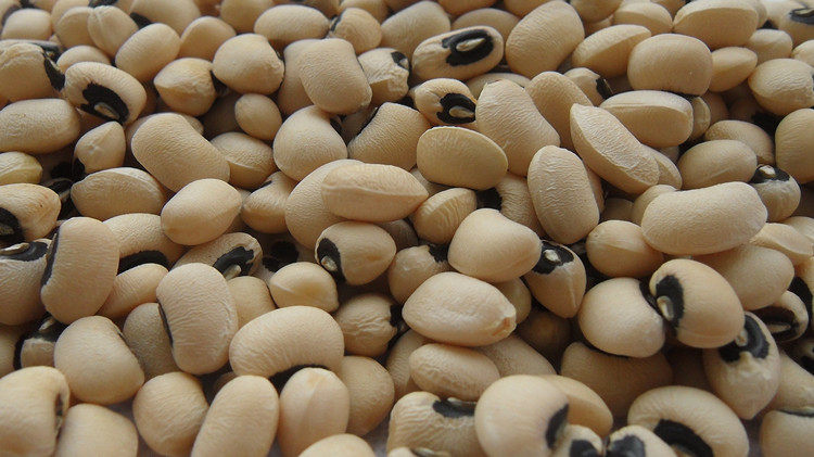 眉豆新货新鲜饭豆豇豆眼白白豇豆自产农家广东其它