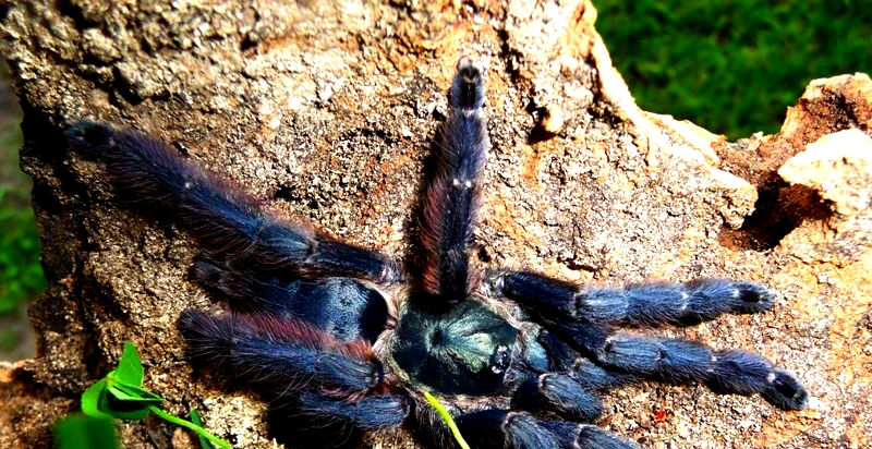 厄瓜多尔天鹅绒足展厘米公母宠物蜘蛛蜘蛛