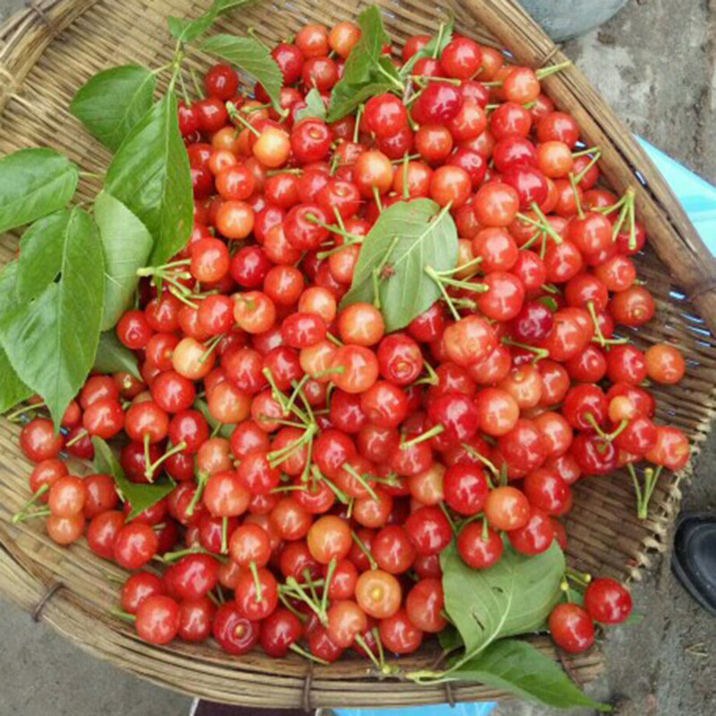 现摘四川小樱桃新鲜孕妇水果重庆樱桃特产恩桃车厘子