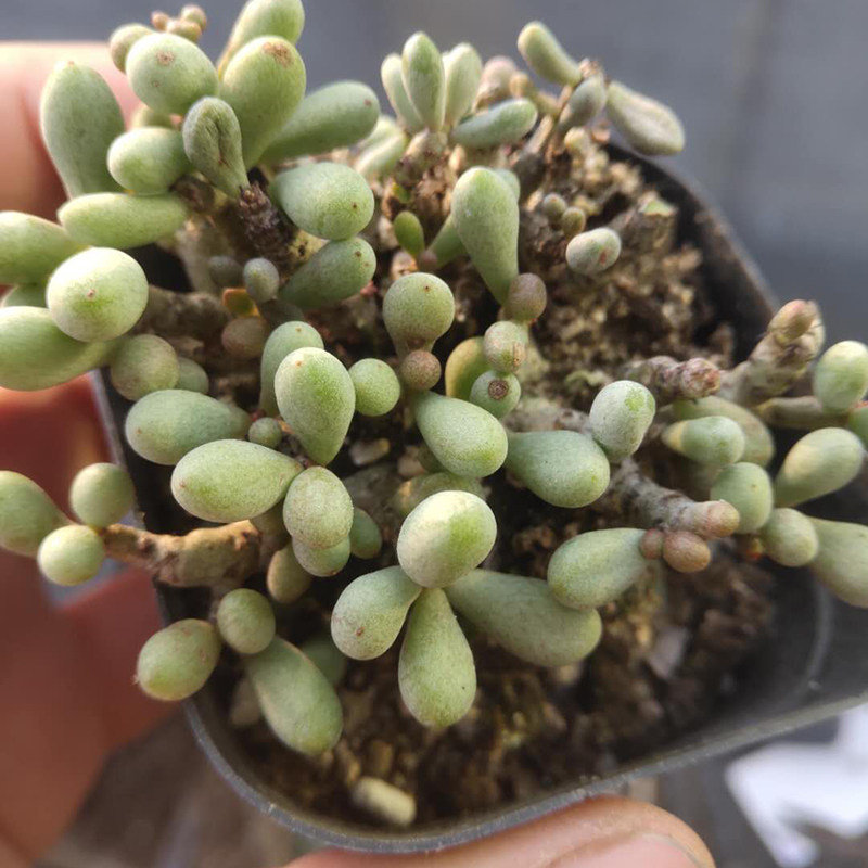 群卵多头头小老桩多肉植物稀缺品种阳台办公桌多肉植物