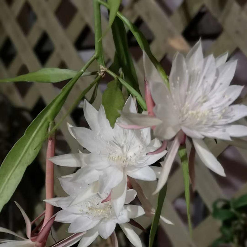 印尼小叶昙花开花小多办公室桌面卧室仙人仙人掌时令草本花卉