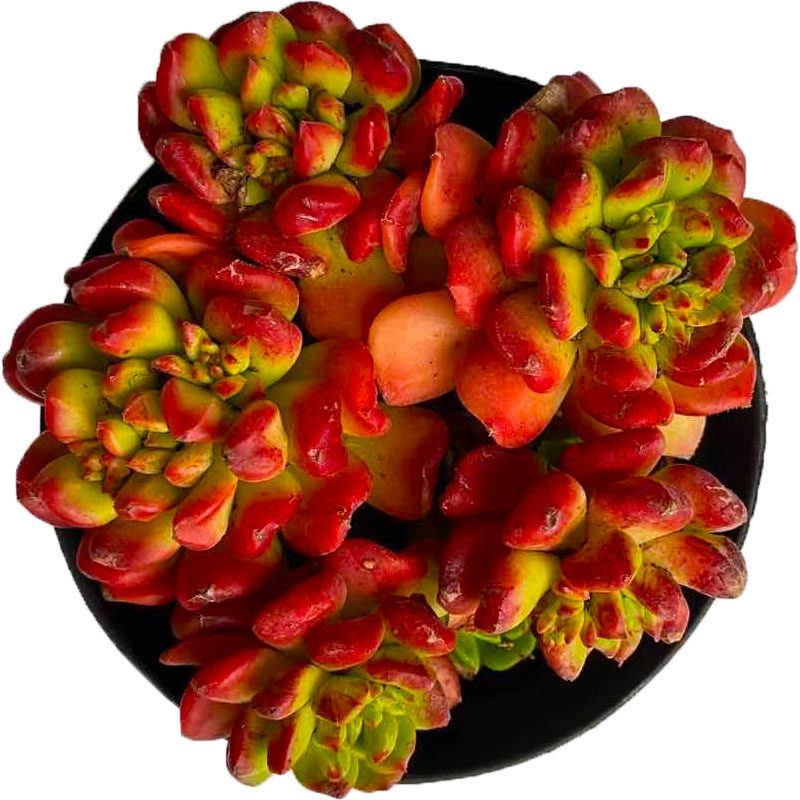 小灯笼红红红火火多植物多头老桩新年阳台桌面多肉植物