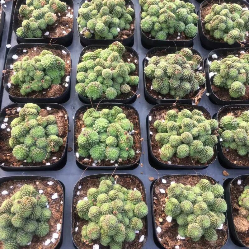 瑞典魔男多肉植物