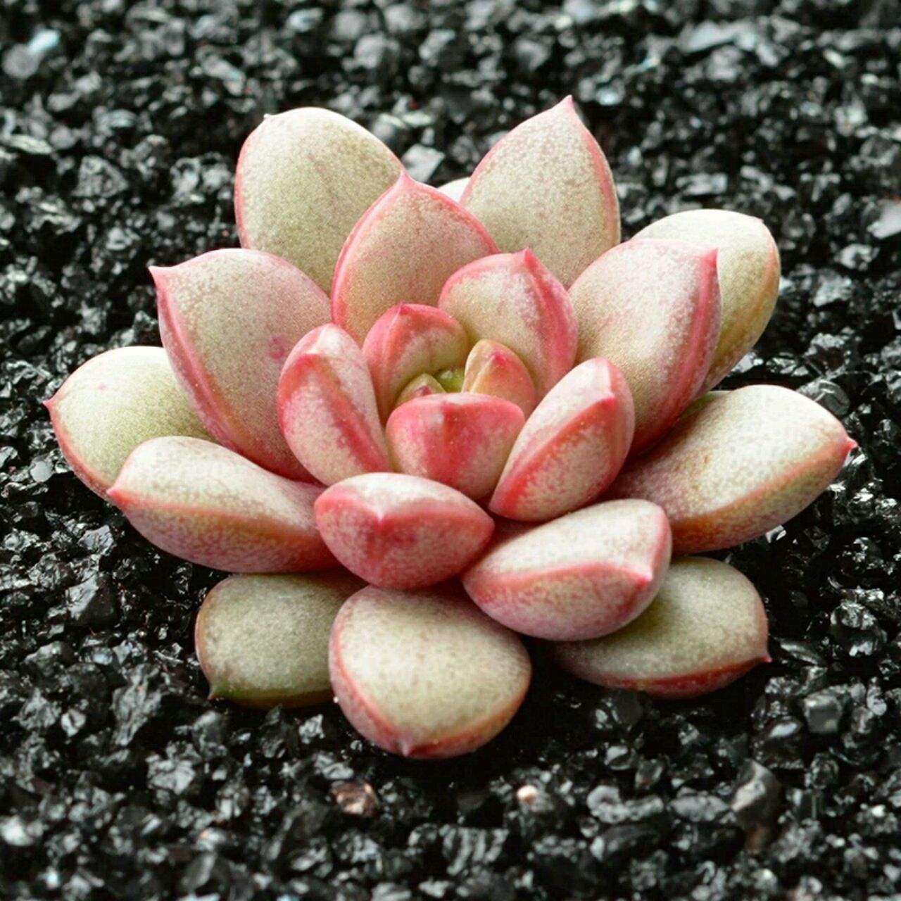 葡萄多头单头阳台办公室桌面多肉植物美观趣味多肉植物