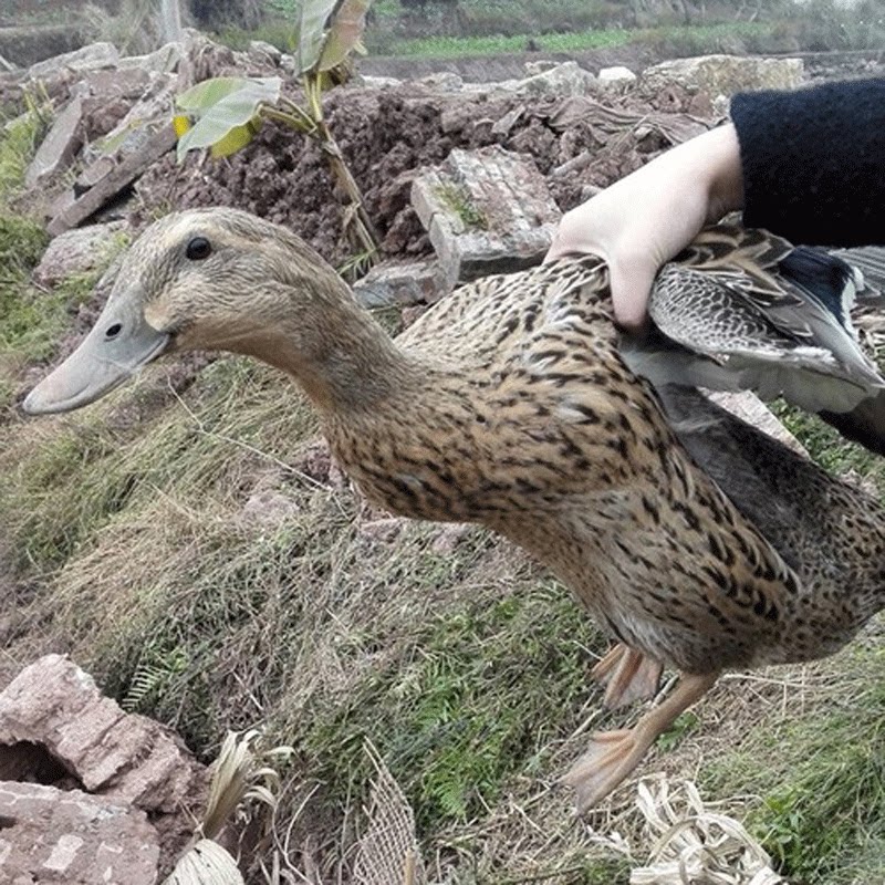 土鸭散养老鸭鸭子农家正宗三年农村新鲜麻鸭鸭肉