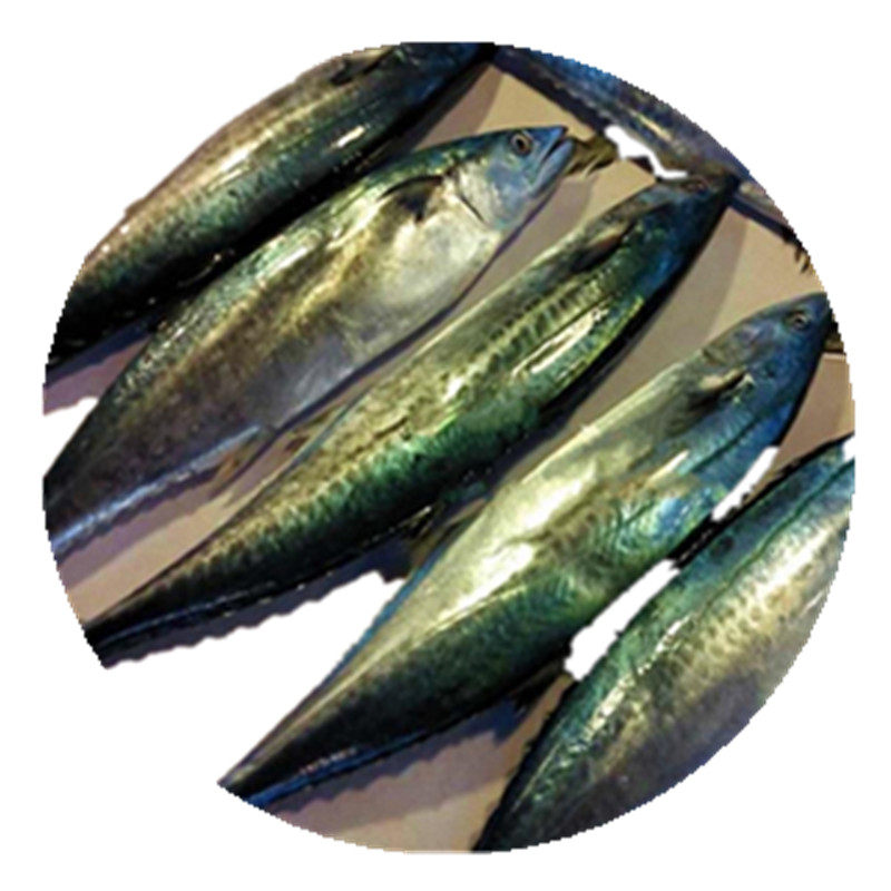 渔博士水产品马鲛鱼舟山海鲜新鲜鲜活食用宝宝折扣其它