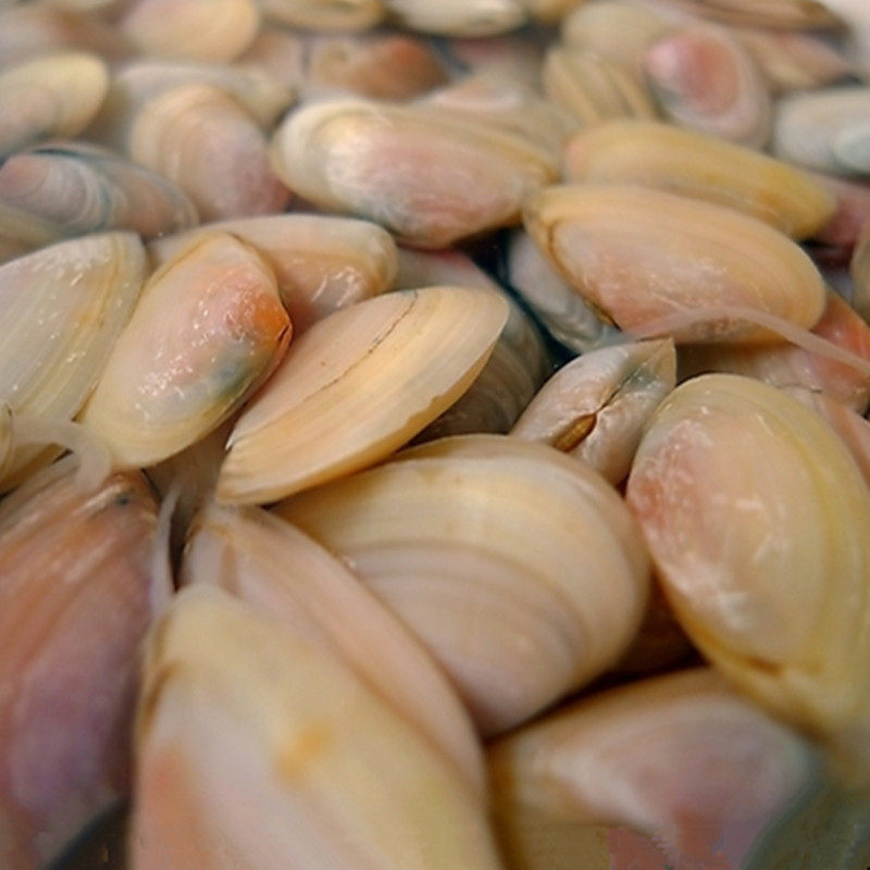渔博士蛤肌蜊扁小蛤薄壳子白沙子瓜子海水产鲜活贝类制品