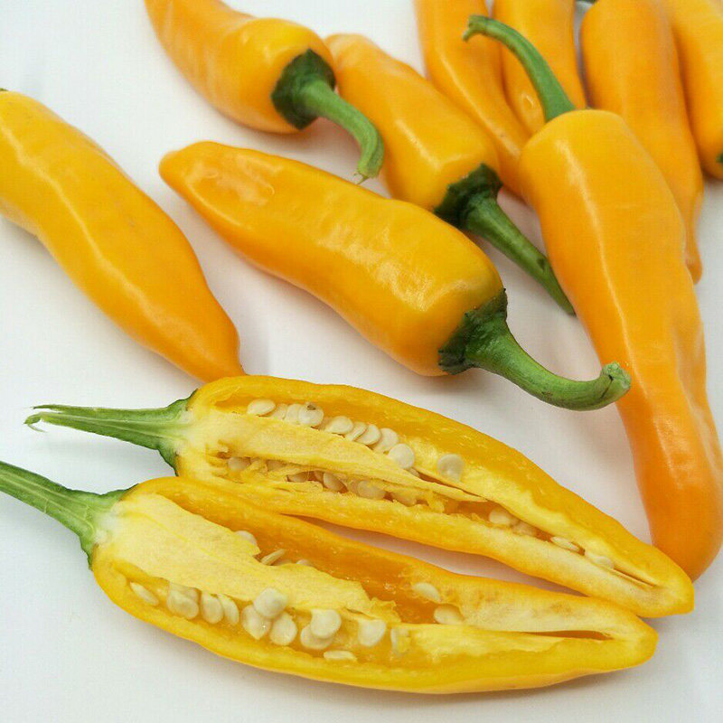 福建永安黄椒泡椒农家自种新鲜小黄椒香辣辣椒 可制作黄椒酱500g