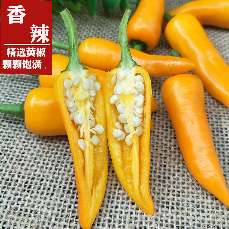 2斤永安小黄新鲜辣椒七彩福鼎肉片沙县小吃辣椒