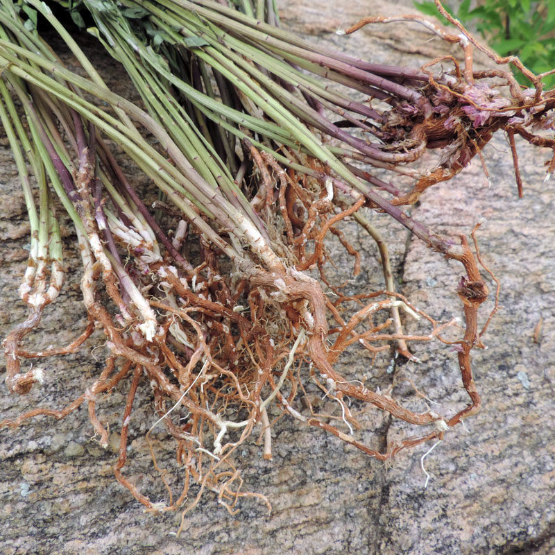 猫眼2020年新货整颗带根新鲜干货250g非泽其他药食同源食品