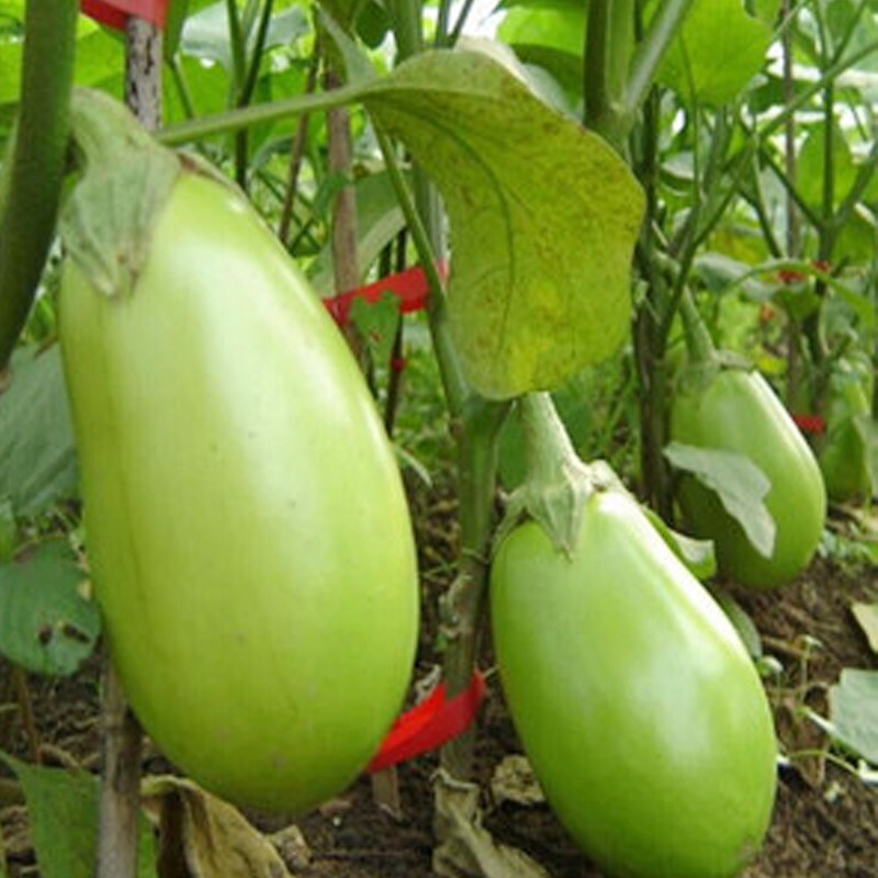 茄子种子绿罐高产四季蔬菜菜种种籽绿皮耐寒家庭园艺种子