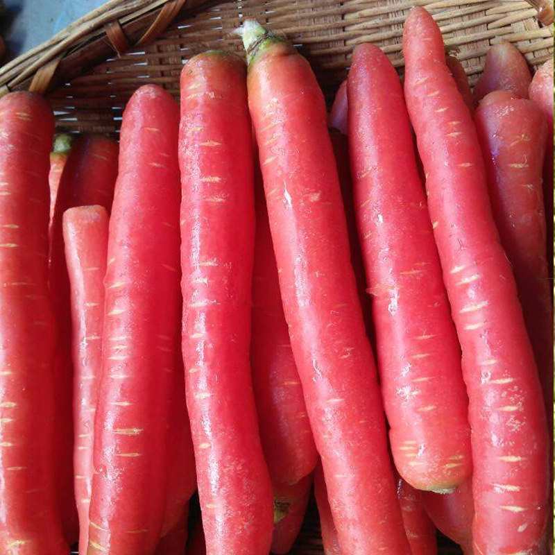 玫瑰红胡萝卜种籽红皮水果萝卜种子夏秋季四季阳台家庭园艺种子