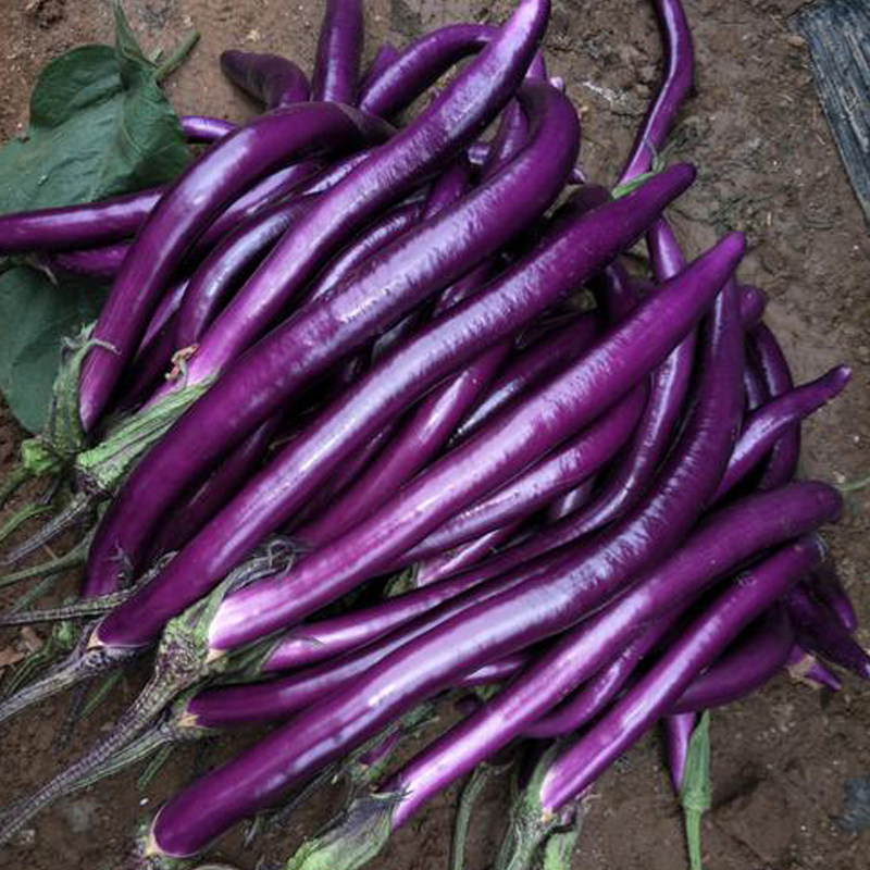 杭茄一号长茄种子紫红红皮圆茄牛心线茄种籽家庭园艺种子