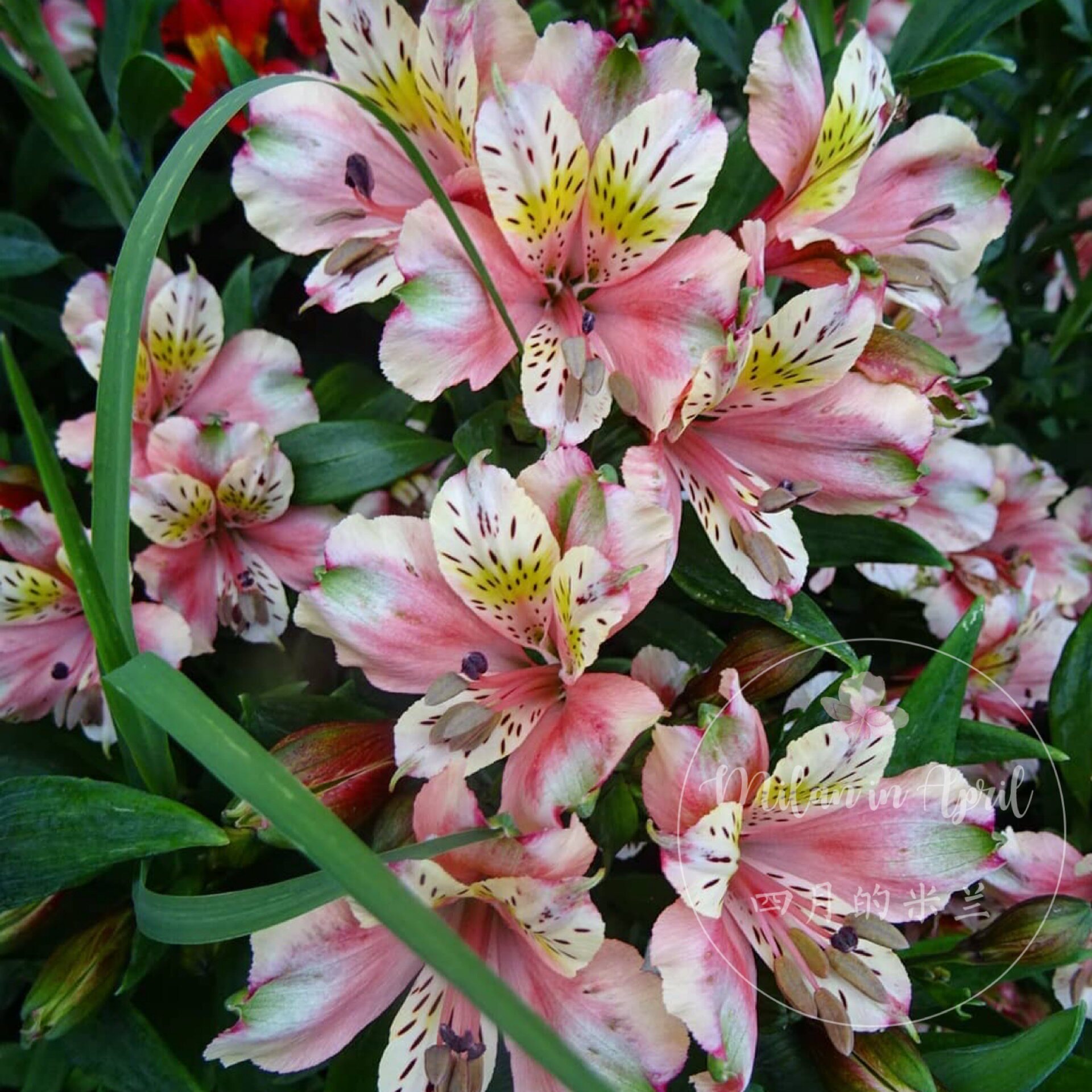 盆栽四季好养百合水仙秘鲁开花春季庭院阳台花卉