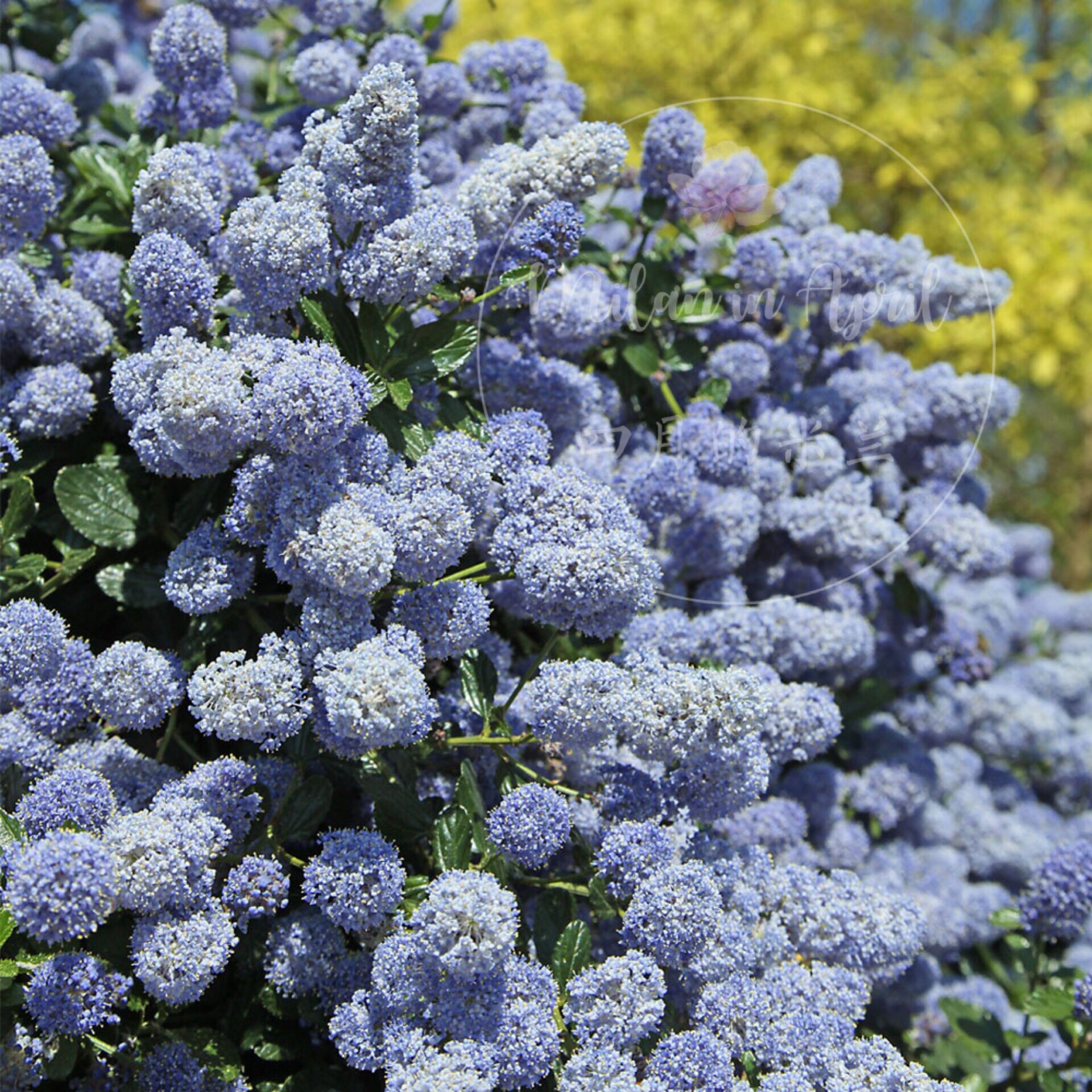 美洲蓝色海洋花量超大瑞滨浪漫优雅爆花盆栽花卉时令草本花卉