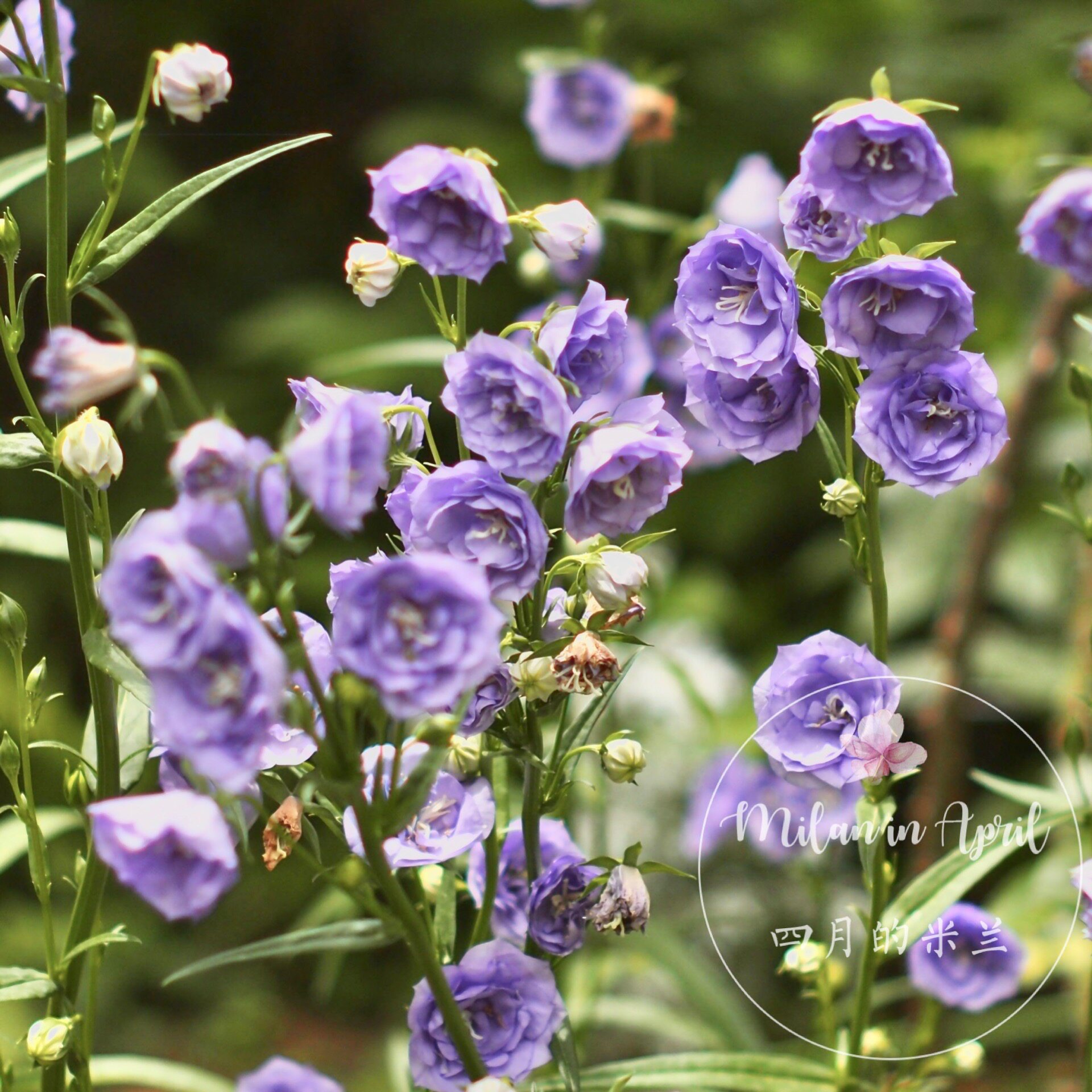 梦幻粉紫重瓣微锦叶桃叶风铃草美人多年生耐热耐寒绿植