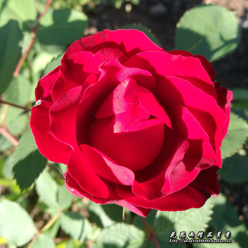 思雨寒红丰花型藤本月季东北耐寒抗病品种庭院绿植时令草本花卉