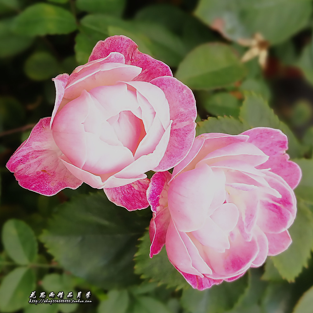 花思雨 绿植盆栽花卉 粉科斯特 koster丰花迷你小姐妹月季 pink - 爱