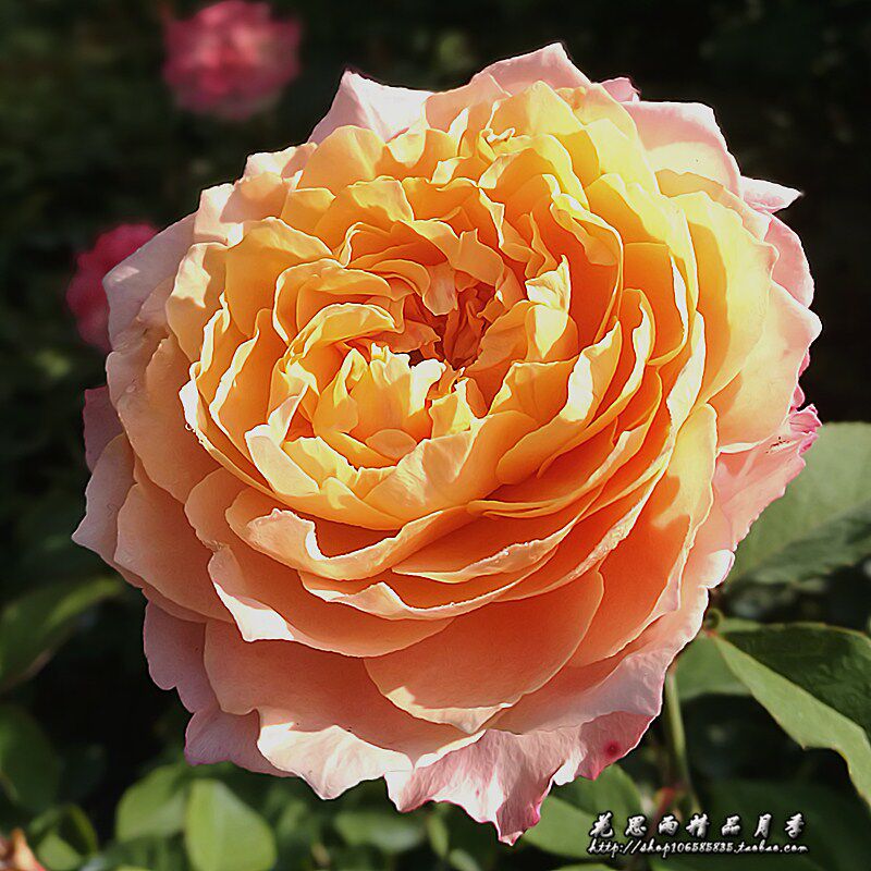 思雨朱莉塔julieta月季新品多头盆栽勤花四季抗病时令草本花卉