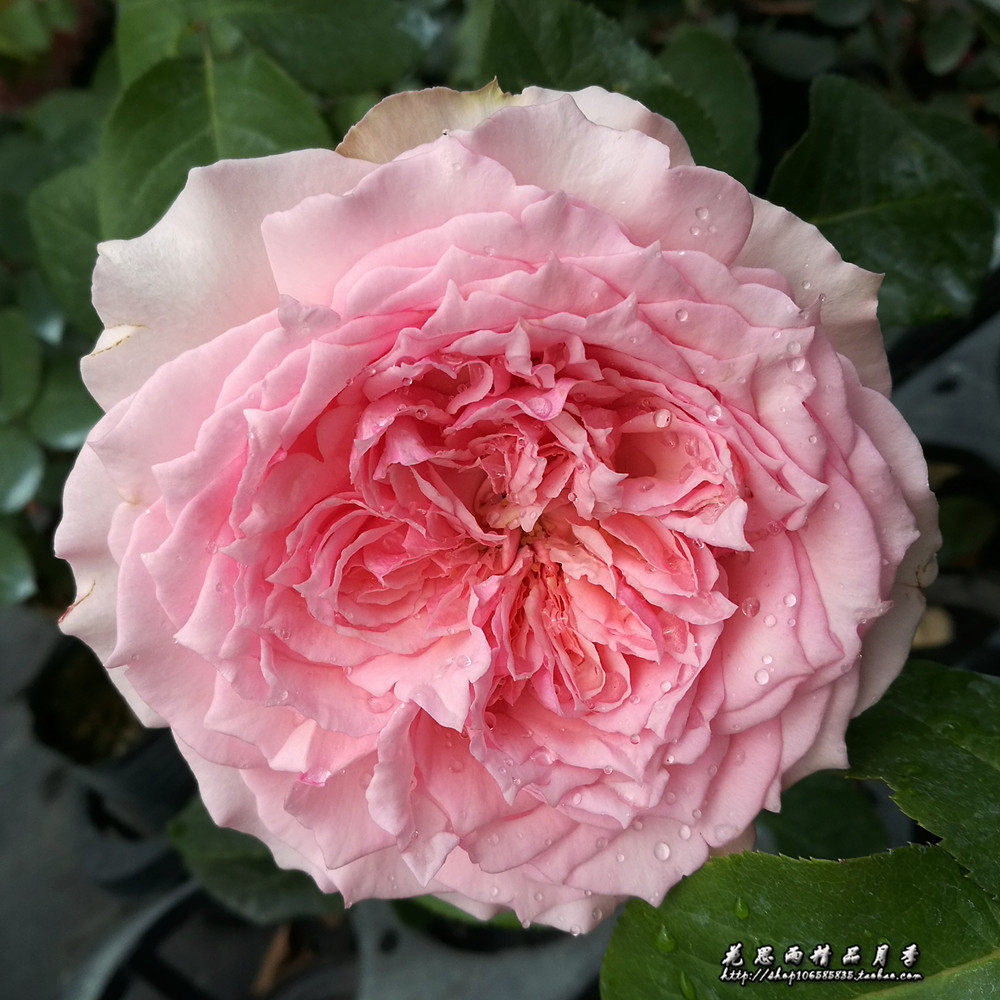 思雨粉色香水月季大花欧月月中盆栽绿植花卉花卉