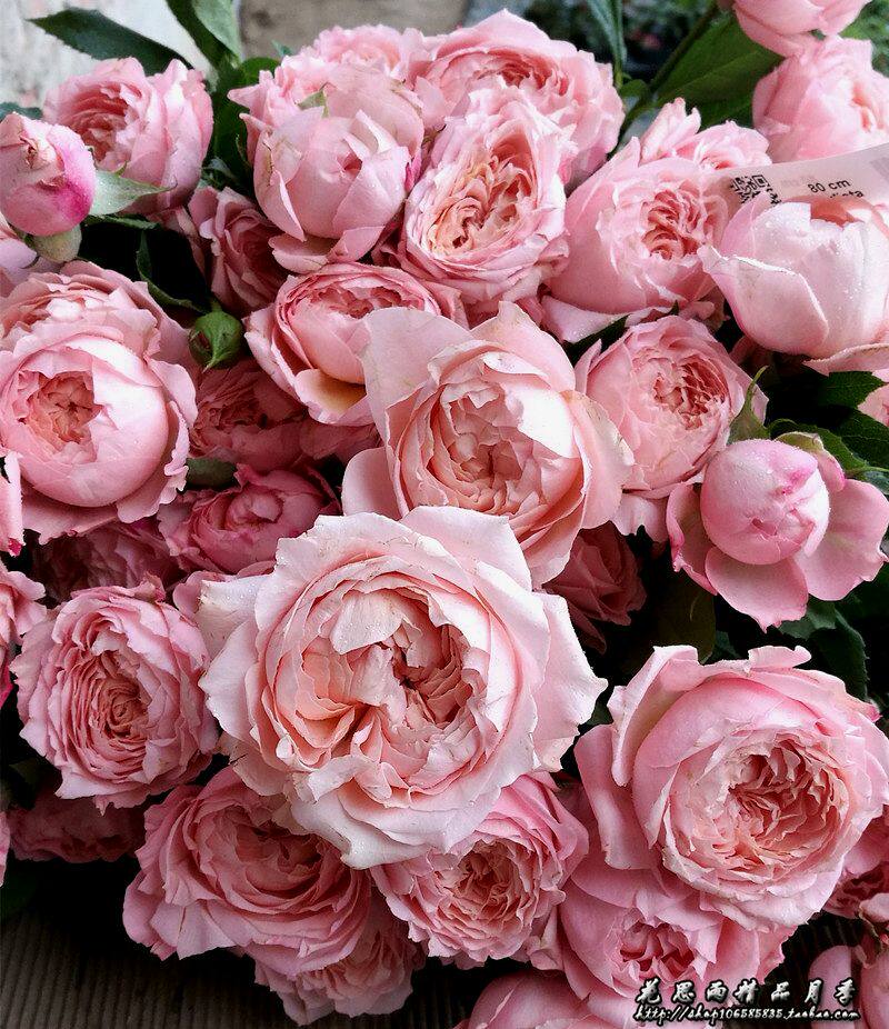 思雨朱莉塔julieta月季新品多头盆栽勤花四季抗病时令草本花卉