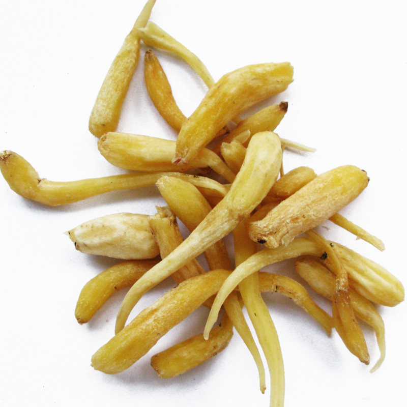 四川峨眉山特产小峨参山参野生干货传统滋补品补益类食材 250克