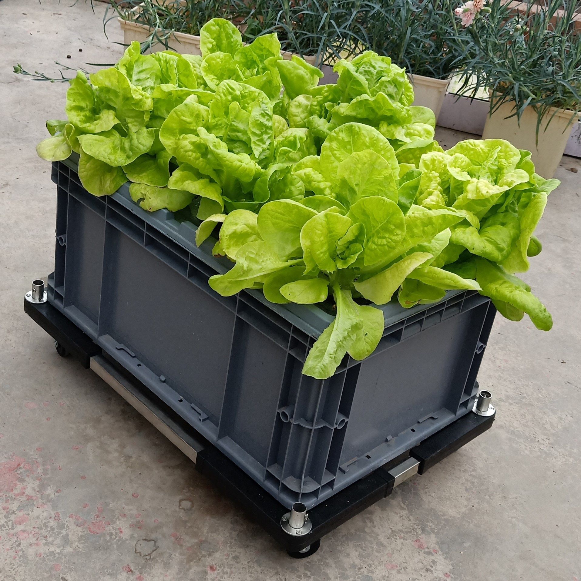 气雾栽培箱阳台无土栽培蔬菜种植机水培设备家用种菜瓜果家庭专用