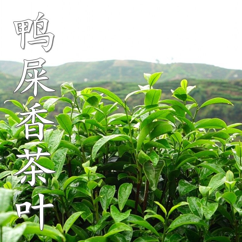 鸭屎香春茶180 凤凰单丛茶叶 潮州工夫茶叶 潮州山哥推荐500g包邮