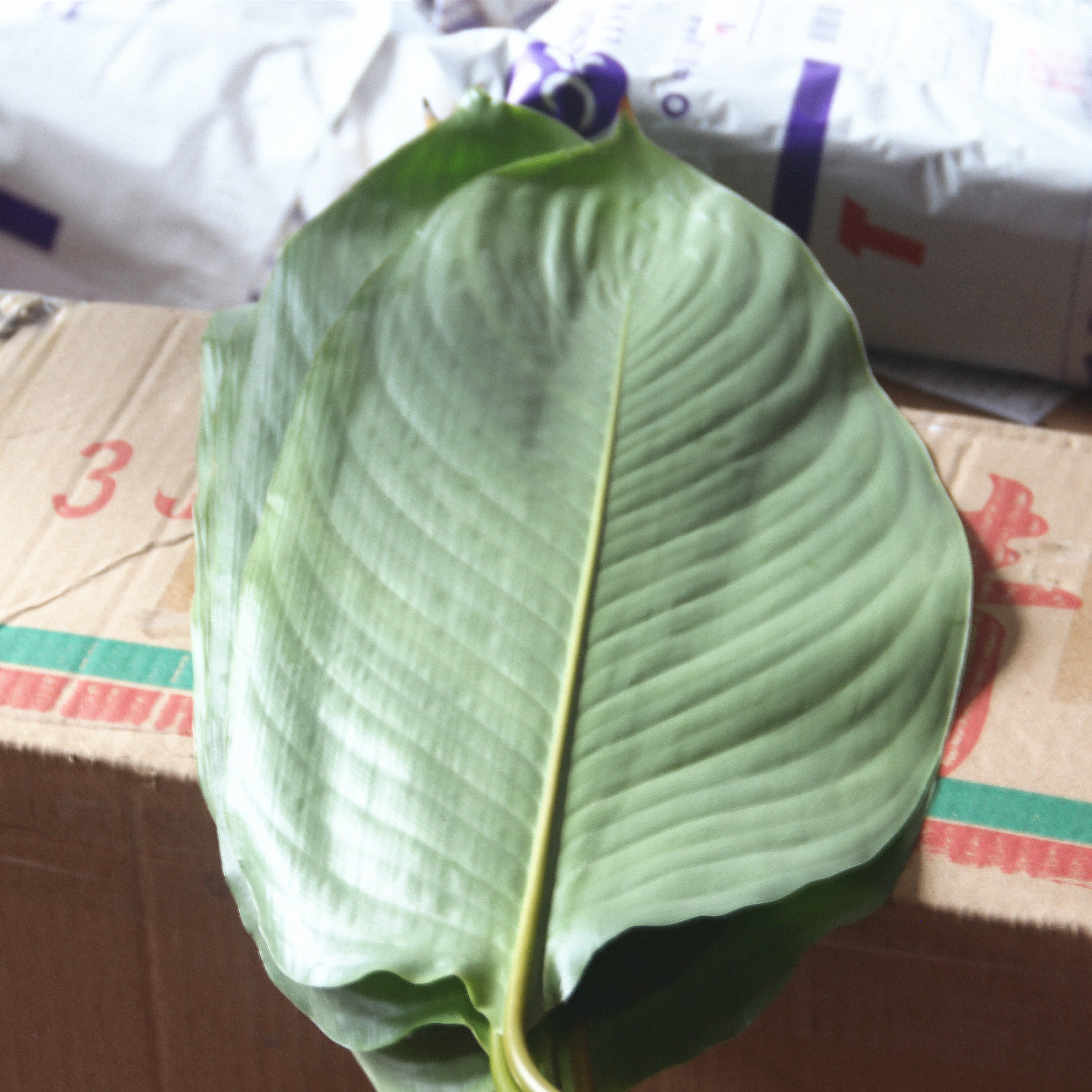 海南儋州大粽叶野生新鲜现摘现发粽子子叶柊叶其它