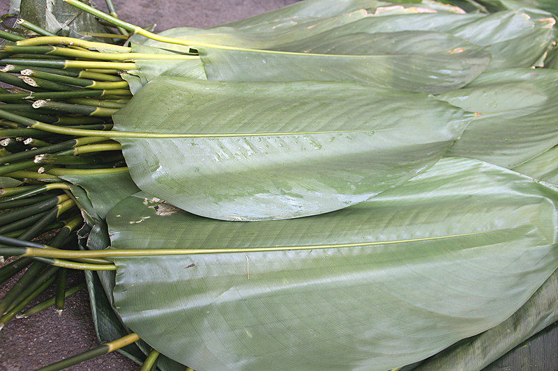 海南儋州大粽叶野生新鲜现摘现发粽子子叶柊叶其它